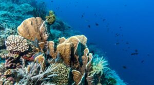 Dive Trip to Curacao Underwater Park