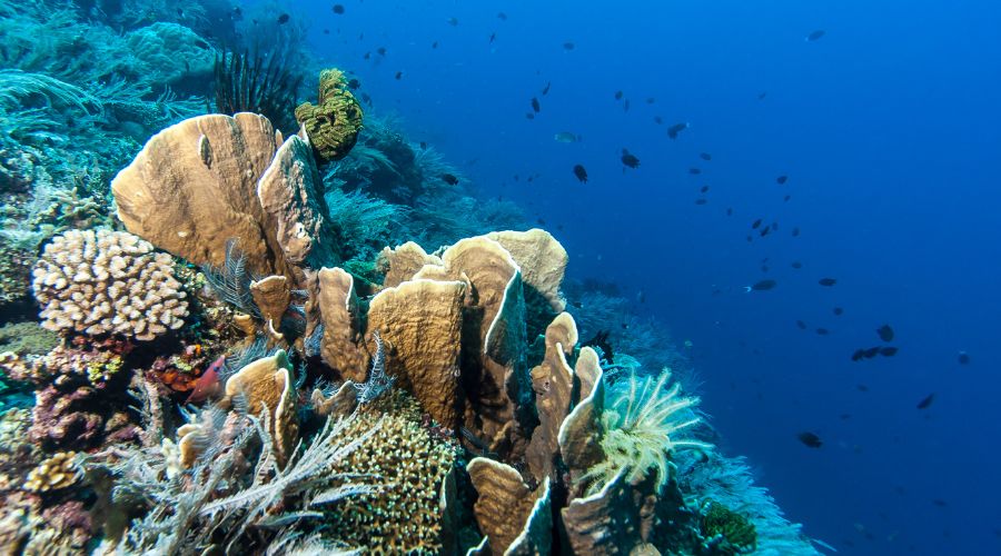 Read more about the article Plan The Perfect Dive Trip To Curacao Underwater Park