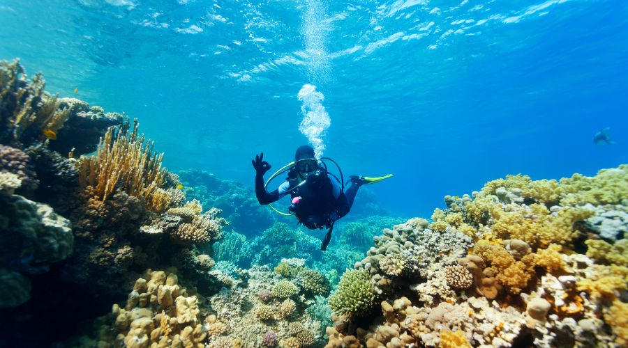 Scuba Curaçao compares to other dive sites