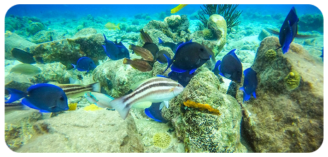 Underwater scooter tour activity curacao