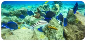 Underwater scooter tour activity curacao