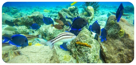 Underwater scooter tour activity curacao