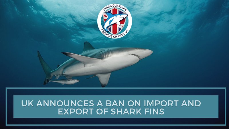 Introduction to admiral shark reviews